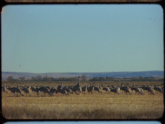 A large flock of Sandhill Cranes eats and forages in a wide-open, golden field on a sunny day