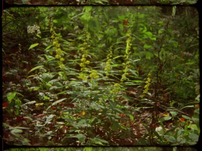 Vintage-style footage shows tall yellow wildflowers growing in a sun-dappled forest