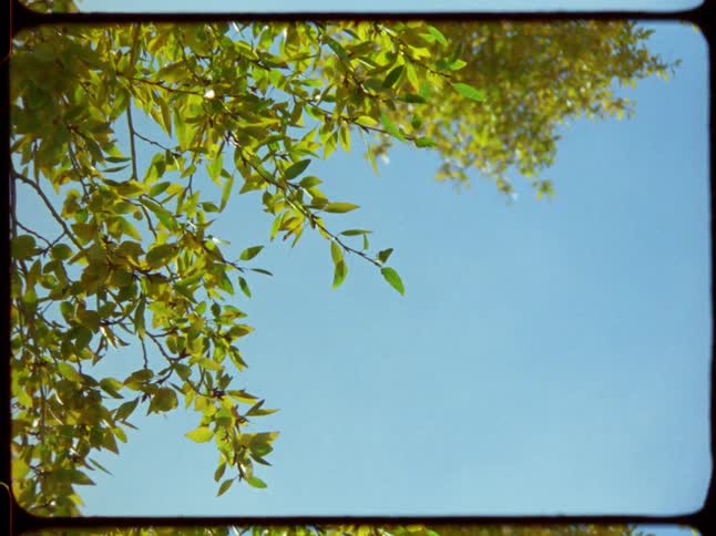 A vintage film shot captures sunlit green leaves on tree branches gently swaying against a clear blue sky