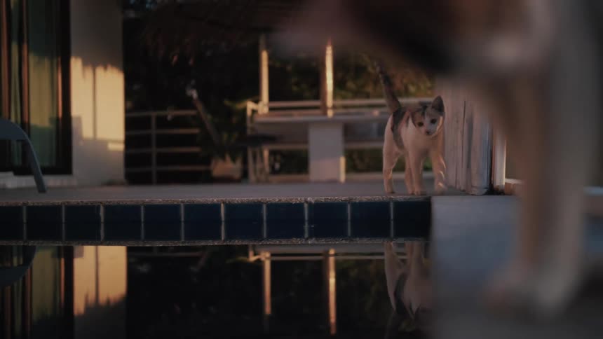 A curious calico cat cautiously walks along the edge of a still swimming pool as its reflection follows in the water below