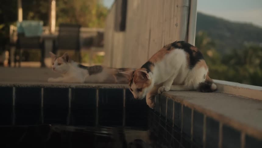 A curious calico cat dips its paw into a swimming pool to drink water in slow motion, while another cat relaxes nearby