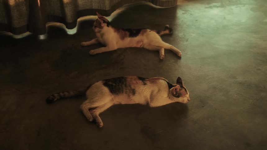 Two tired domestic calico cats lay down to rest on a cool floor in a dimly lit room