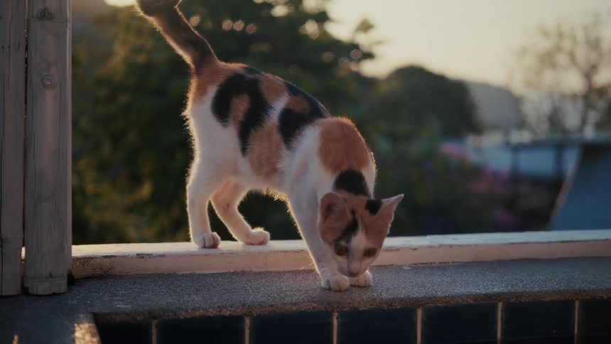 A beautiful calico kitten curiously explores a ledge on a balcony in the warm glow of the setting sun