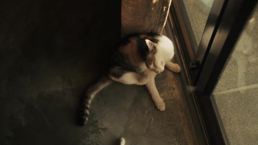 Top-down view of two cats relaxing on a concrete floor as one grooms itself and sits by a sunny window
