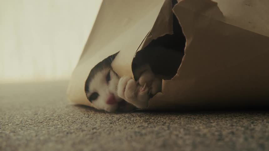 A sleepy little kitten yawns and falls asleep while peeking its head out of a hole in a paper bag