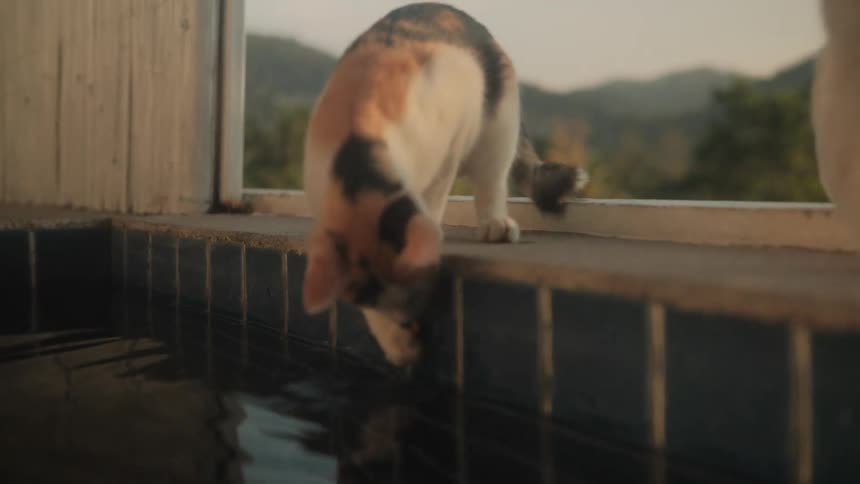 A thirsty calico cat in slow motion carefully drinks water from the edge of a pool by dipping in its paw