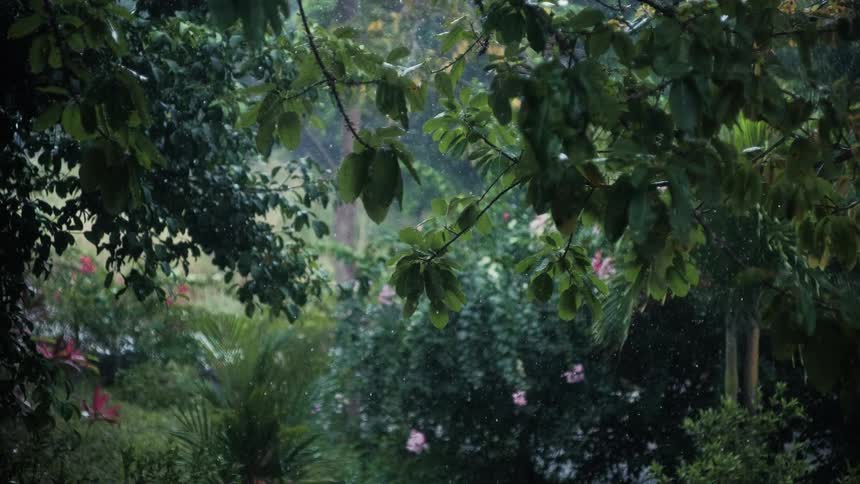 Rain gently falls in a lush tropical garden with vibrant green foliage