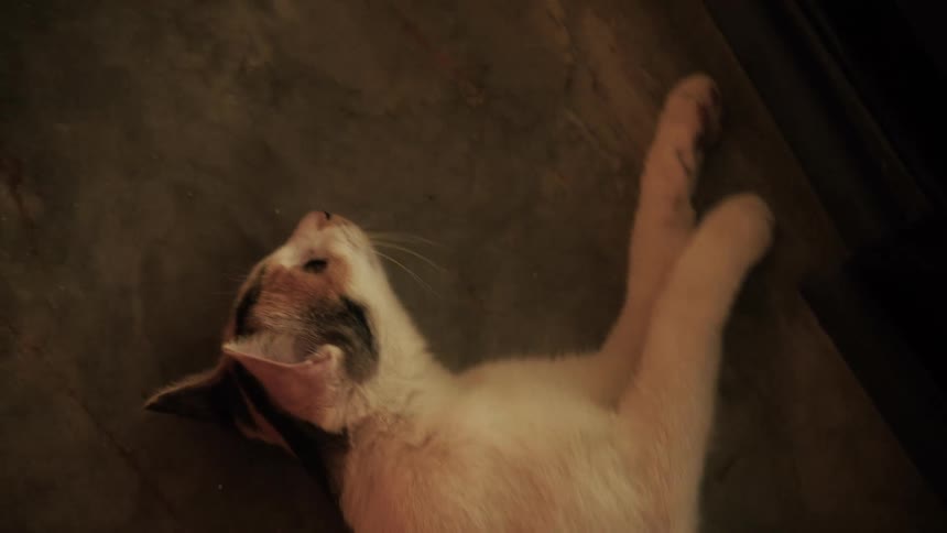 A person's hands gently pet a relaxed calico cat lying on its back on the floor in warm light