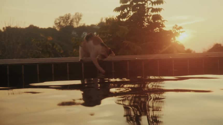 A curious calico cat drinks from and plays with the water at the edge of a swimming pool, silhouetted against a beautiful golden sunset