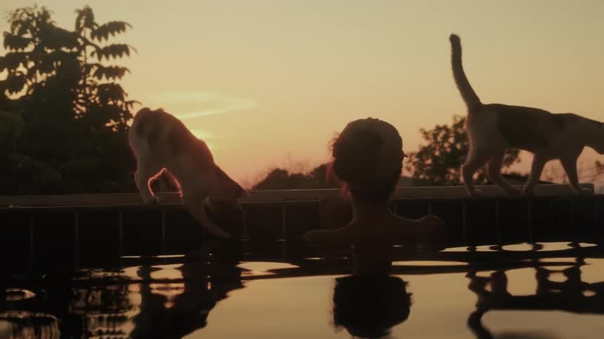 A woman in a pool watches two cats on the edge of the water during a beautiful golden sunset