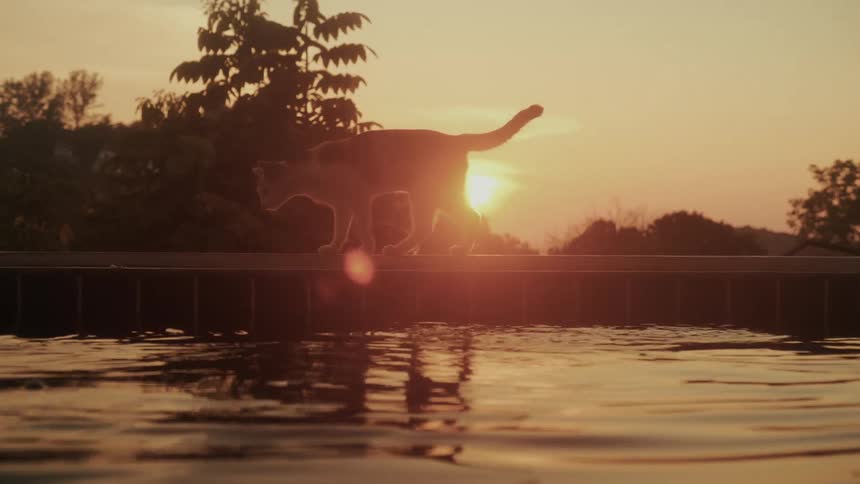 A person watches two silhouetted cats from a swimming pool as they play on the edge during a beautiful sunset