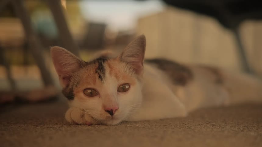 A sleepy calico cat with golden eyes rests its head on its paw while lying on the floor in warm, soft light