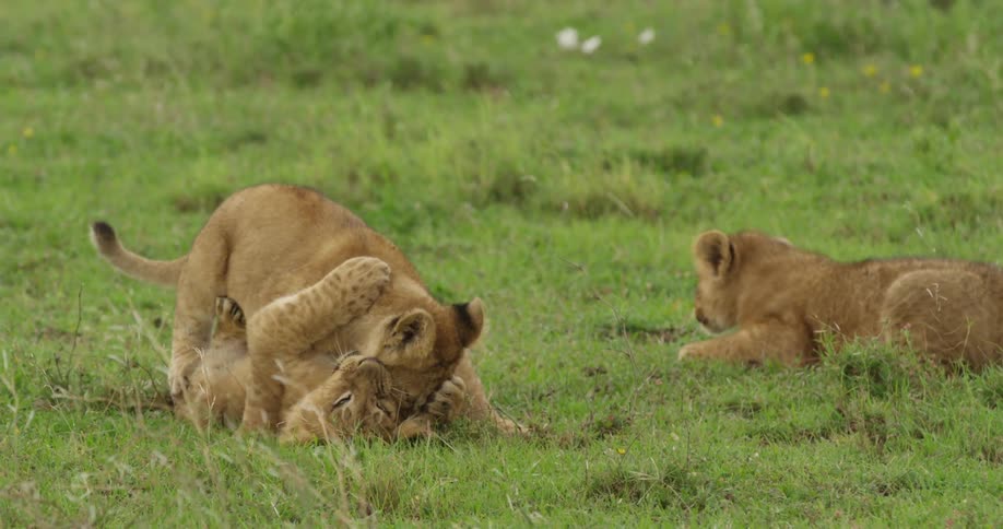 Playful lion cubs in a grassy field