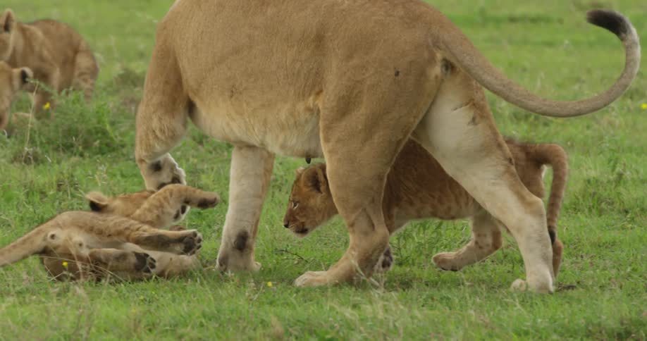 Lion cubs prancing and playing with their mom