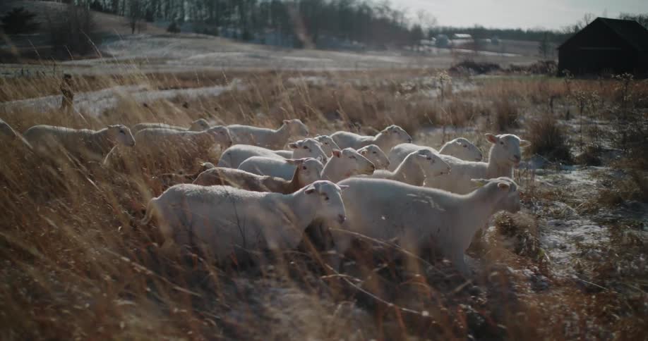 A flock of sheep is herded by a shepherd through a sun-drenched, frosty field in slow motion