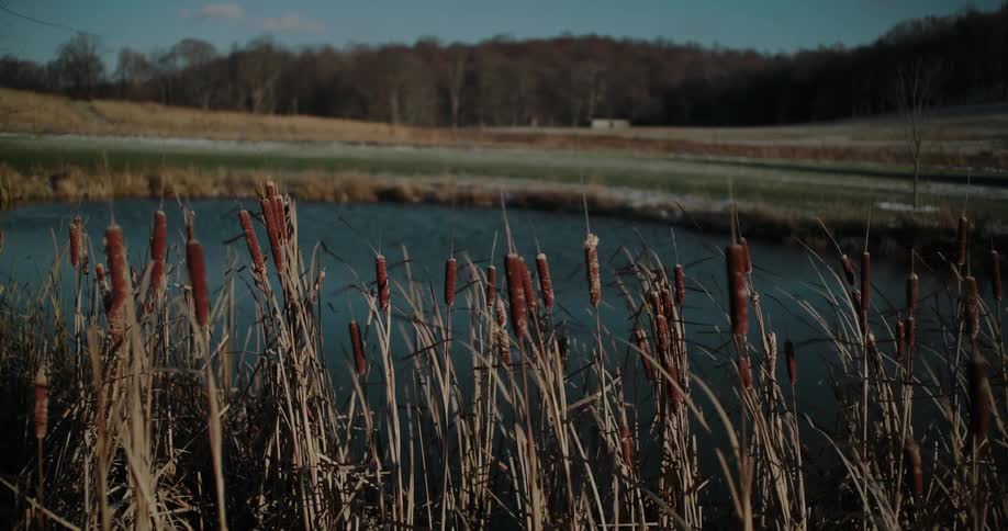 A slow rack focus from cattails swaying in the wind to a serene pond in a rural winter landscape