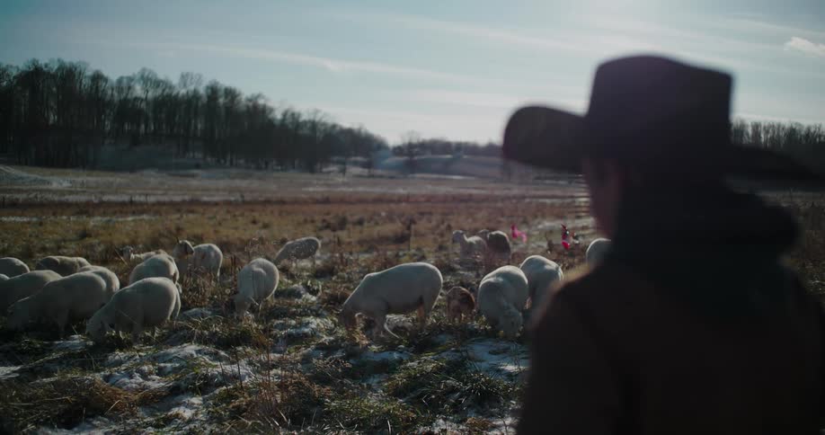 Backlit by the winter sun, a shepherd in a cowboy hat watches over a flock of sheep grazing in a snow-covered field
