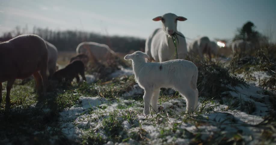 An adorable baby lamb stands in a sun-drenched, snowy pasture as its mother and the flock graze peacefully behind it