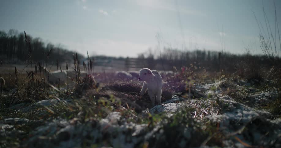 A newborn lamb calls out while standing in a snowy pasture on a bright, cold day