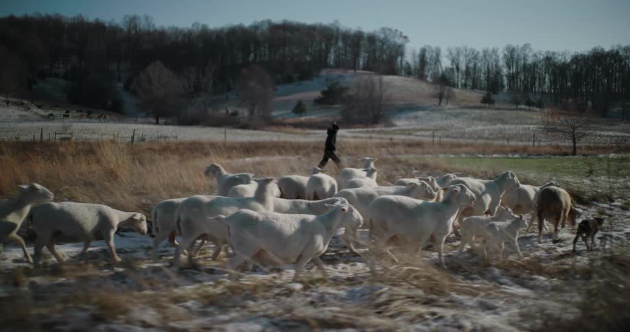 A shepherd herds a flock of sheep and their lambs across a snow-covered field on a sunny winter day in slow motion