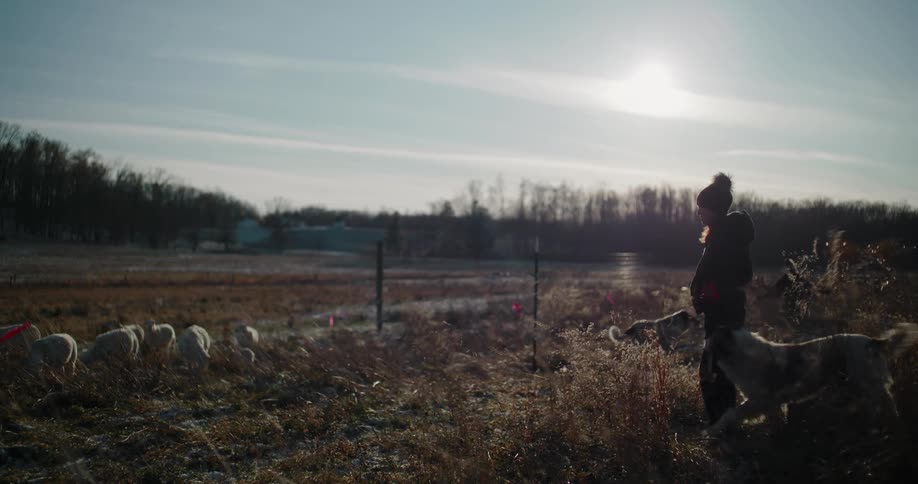 A female shepherd stands in a frosty field at sunrise, watching over her flock of sheep and livestock guardian dogs