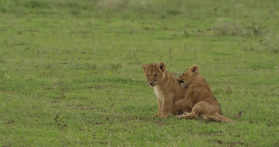 A lion cub nuzzling another cub who is sitting upright next to him in a field