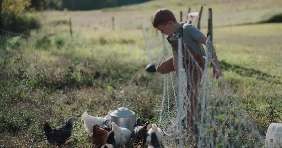 A young boy in overalls carefully places a feeder over a fence to feed his flock of chickens in a sunny farm field