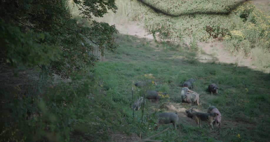 A boy and his dog walk amongst a herd of pigs grazing peacefully in a sunny, green pasture on a farm