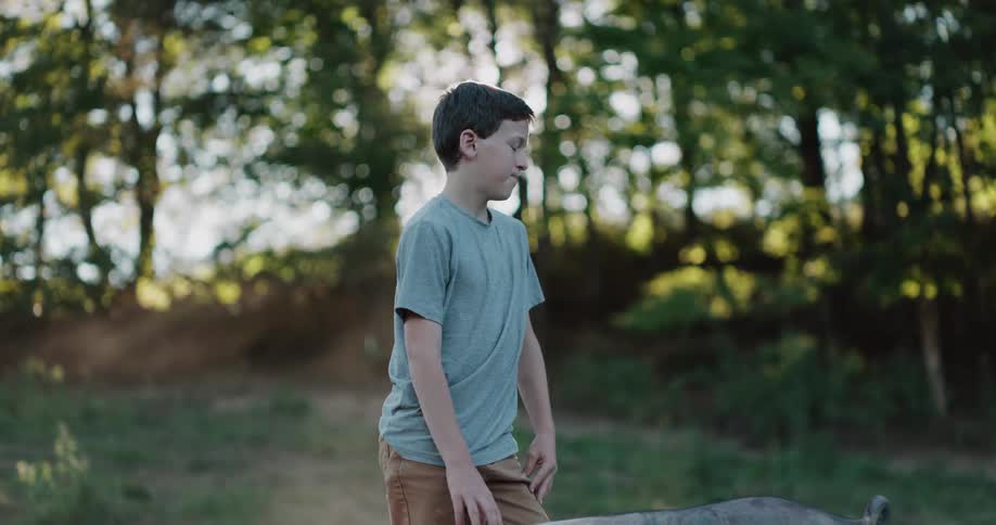 A young boy in a sunlit, rural field gently pets a large pig lying down in the grass as his dog looks on