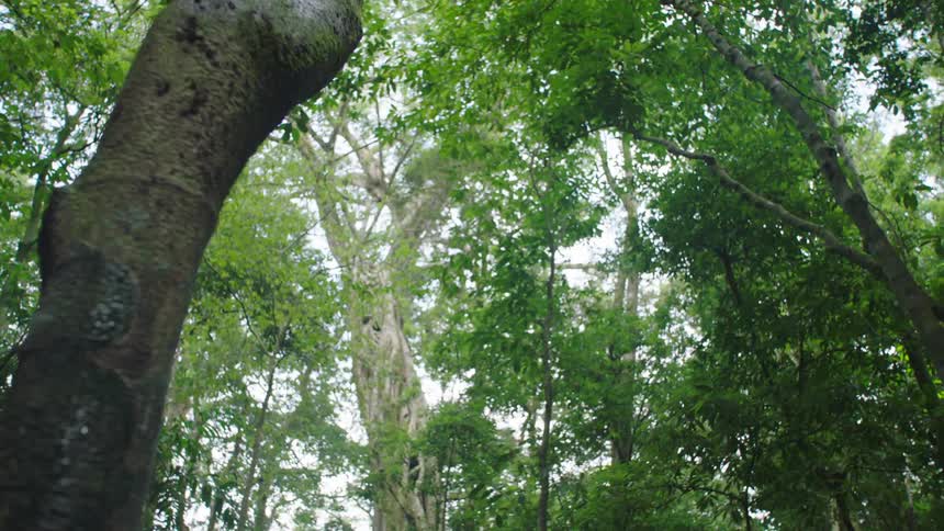A low-angle shot moves slowly through a lush green jungle, revealing a majestic and ancient strangler fig tree