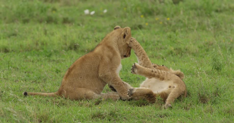 Two lion cubs play in the grass