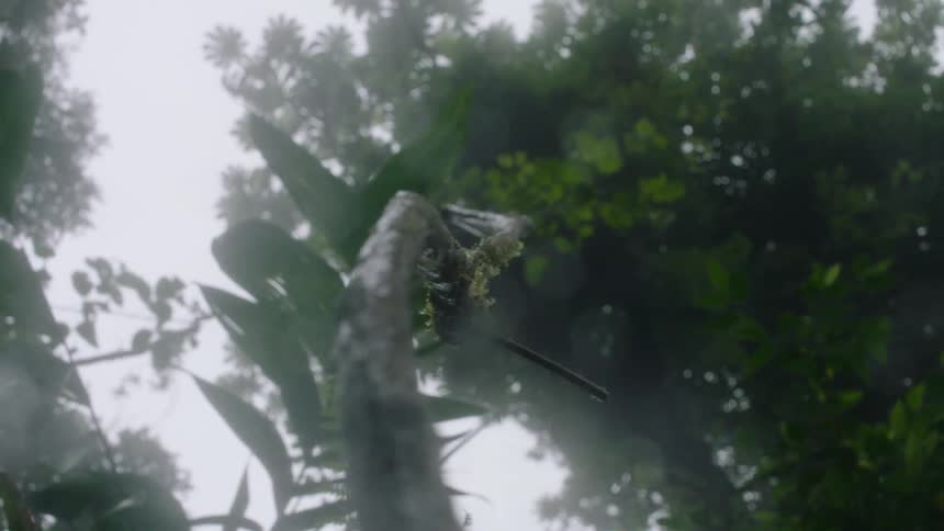 A tiny hummingbird perches on a mossy branch in a slow-motion reveal of a foggy, mysterious rainforest canopy