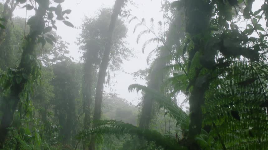 A slow camera tilt reveals the lush, foggy canopy of a tropical cloud forest