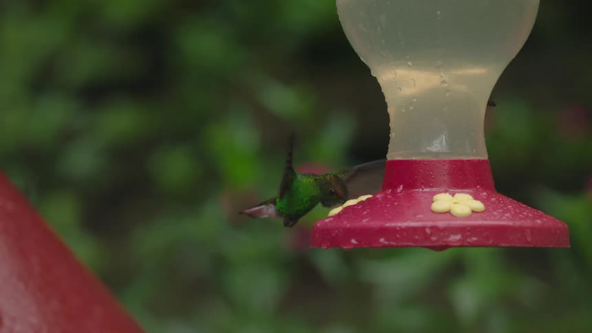 A stunning iridescent green hummingbird hovers majestically as it feeds from a nectar dispenser in super slow motion