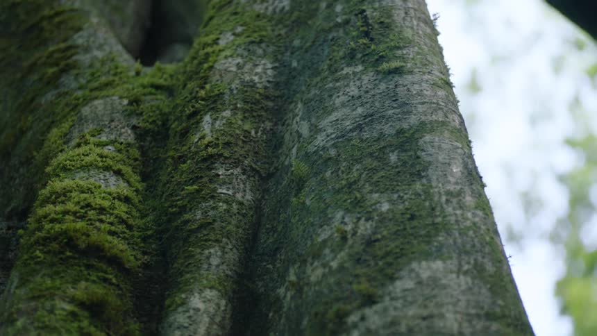A slow upward tilt reveals the mossy texture and gnarled branches of an ancient tree trunk