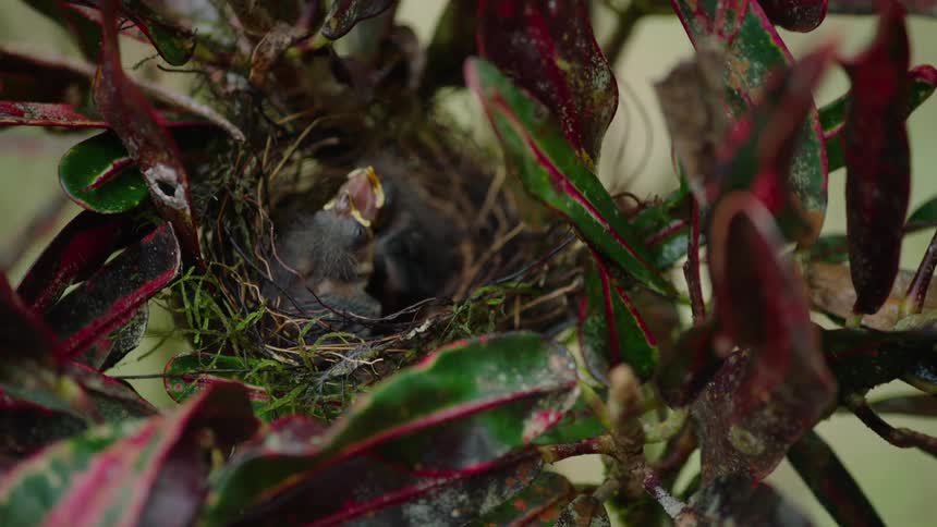 Two hungry newborn chicks with beaks wide open wait for their mother to bring food to their nest
