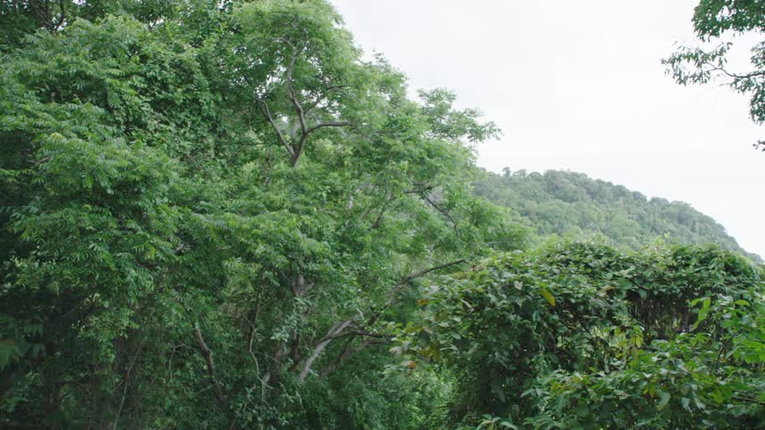 A slow, sweeping pan reveals the vast and dense green canopy of a tropical jungle