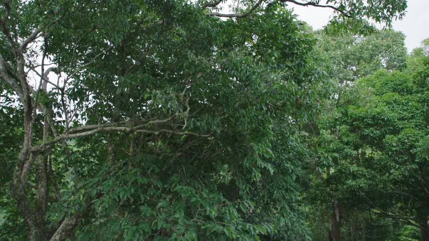A large, leafy tree stands in a dense, green forest as the camera slowly tilts up to reveal the overcast sky