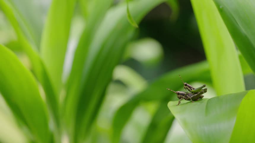 A slow pan and rack focus shot reveals two grasshoppers mating on a vibrant green leaf