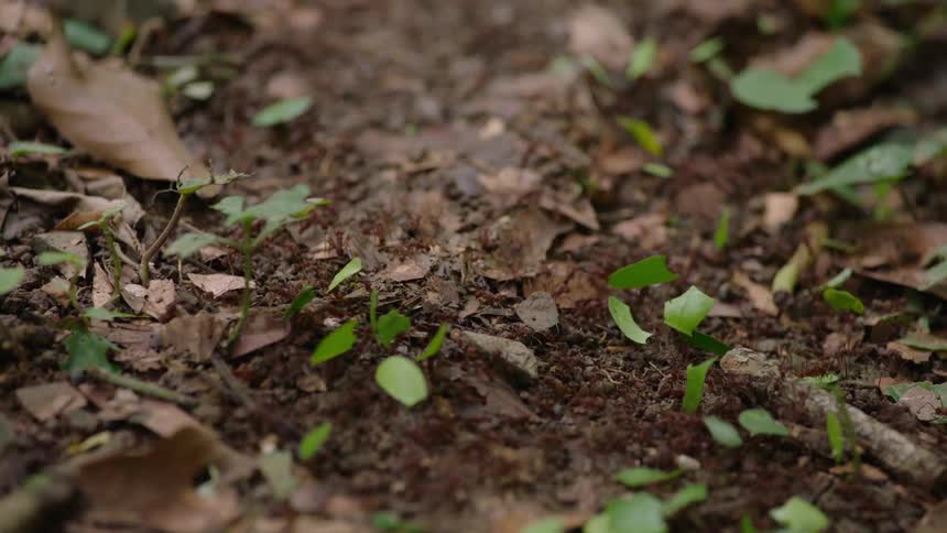 A large colony of leafcutter ants marches across the forest floor, diligently carrying pieces of green leaves back to their nest