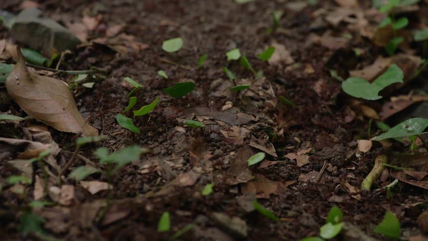 A colony of leafcutter ants marches in a line, diligently carrying pieces of green leaves across the forest floor