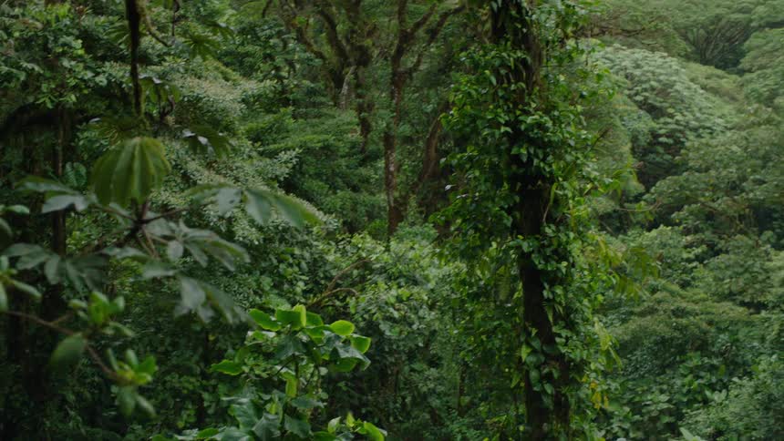 A slow camera tilt up reveals the vast and dense green canopy of a tropical cloud forest
