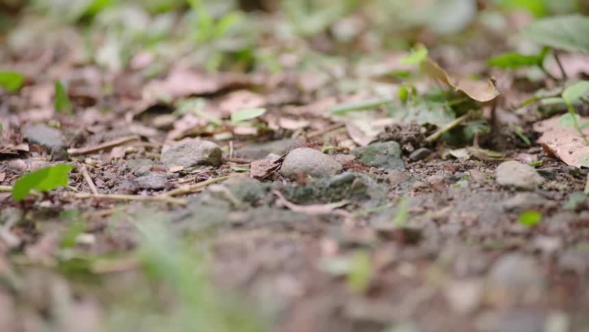 A macro view shows a colony of leafcutter ants marching in a line across the forest floor, each carrying a piece of a green leaf