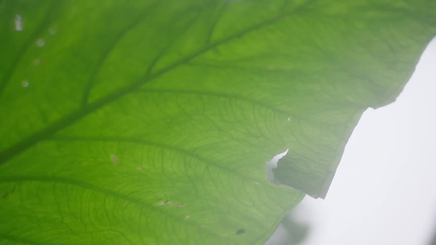 A detailed close-up shot pans across the surface of a lush green leaf, revealing its intricate vein patterns against a bright, hazy background