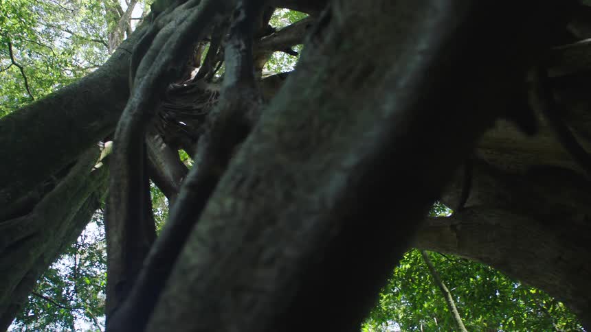 A low-angle view looks up at the majestic and intricate structure of a massive strangler fig tree in a sunlit forest