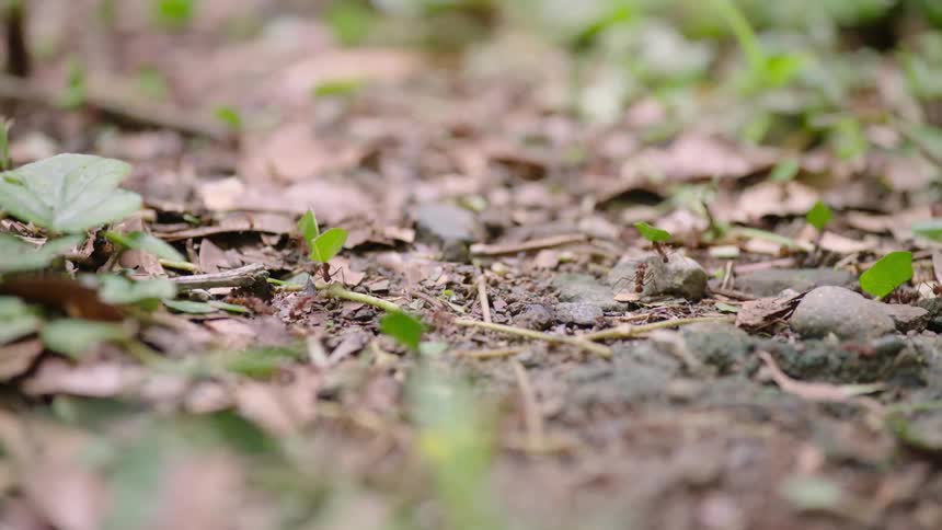 A long line of leaf-cutter ants carry freshly cut leaves along a trail on the forest floor