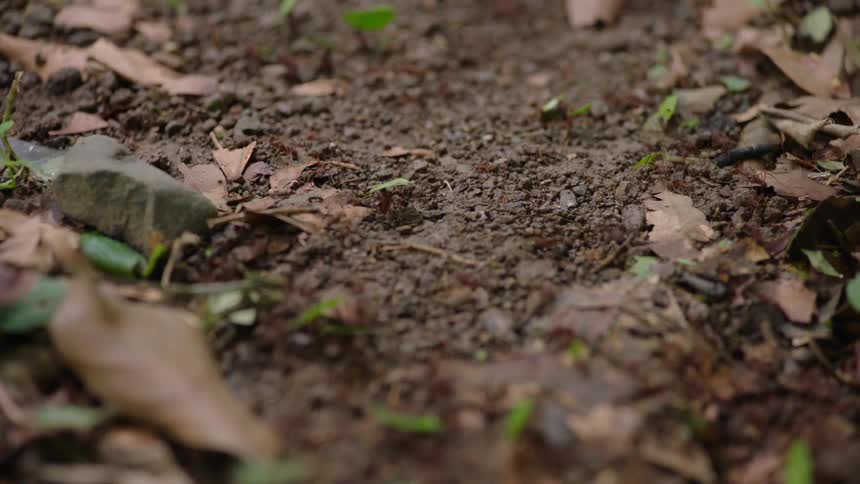 A macro slow-motion shot follows a bustling colony of leafcutter ants as they carry green leaf fragments along a trail on the forest floor