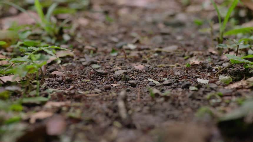 A busy highway of leafcutter ants diligently march in a line, transporting leaf fragments across the forest floor