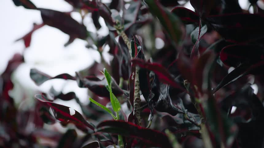 A close-up, slow-motion shot of rain falling on the vibrant, dark red leaves of a wet garden plant