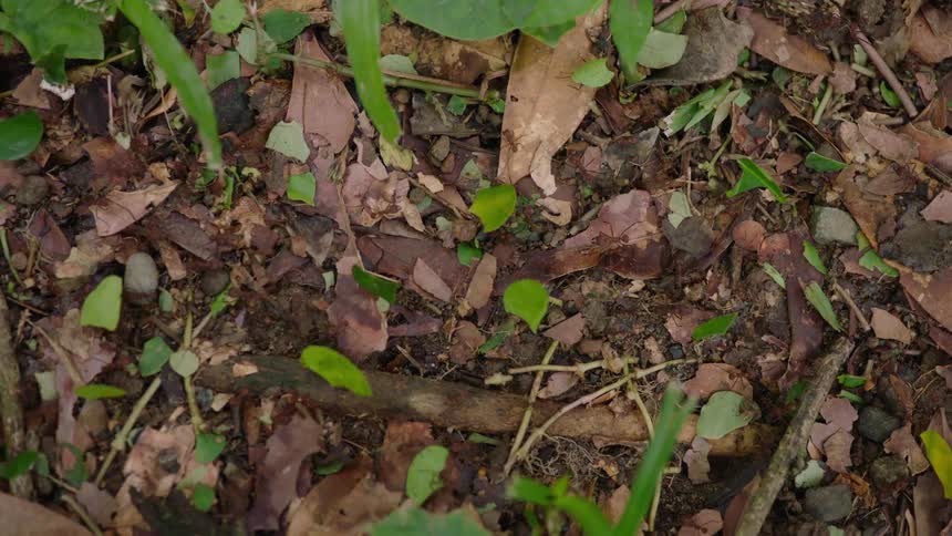 A colony of leafcutter ants marches in a line across the forest floor, each diligently carrying a fragment of a green leaf